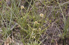 Cyperus seslerioides