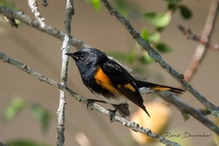 Setophaga ruticilla
