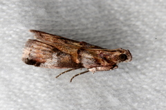 Conobathra hemichlaena