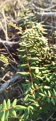 Pellaea andromedifolia pubescens