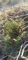 Pellaea andromedifolia pubescens