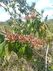 Combretum argenteum