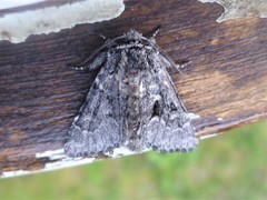 Lasionycta fergusoni