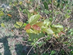 Combretum argenteum