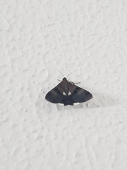 Melipotis nigrobasis