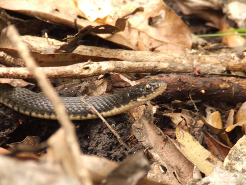 Tropidonophis mairii