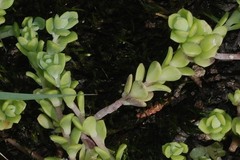 Sedum longipes