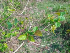 Combretum argenteum