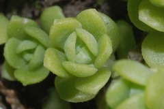 Sedum longipes