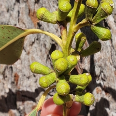 Eucalyptus botryoides