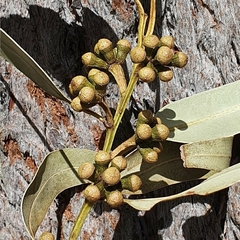 Eucalyptus botryoides