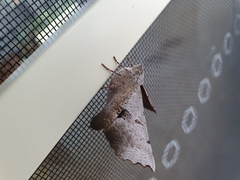 Oenochroma vetustaria