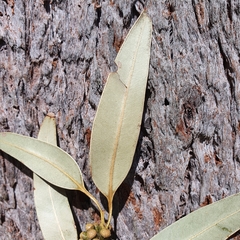 Eucalyptus botryoides