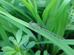 Paracercion v-nigrum