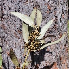 Eucalyptus botryoides