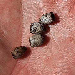 Eucalyptus botryoides