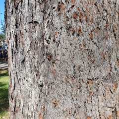 Eucalyptus botryoides