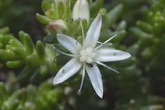 Sedum moranense