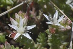 Sedum moranense