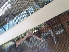 Oenochroma vetustaria