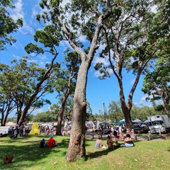 Eucalyptus botryoides