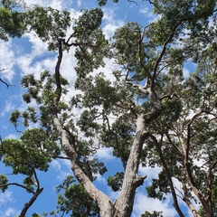 Eucalyptus botryoides