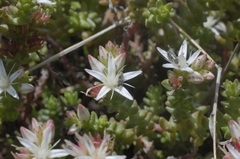 Sedum moranense