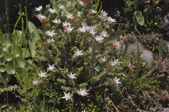 Sedum moranense