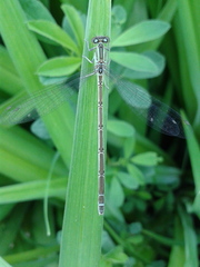 Paracercion v-nigrum