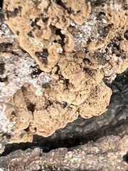 Ionomidotis irregularis