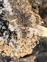 Ionomidotis irregularis