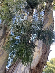 Eucalyptus pulchella