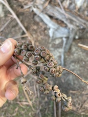 Eucalyptus pulchella