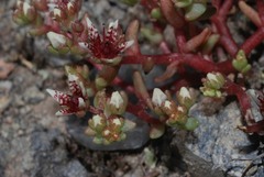 Sedum napiferum