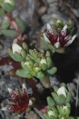 Sedum napiferum