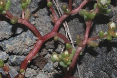 Sedum napiferum