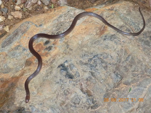 Photo of a Mexican Longtail Snake (Enulius oligostichus)