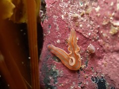 Cestoplana rubrocincta