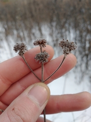 Pycnanthemum verticillatum