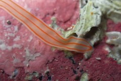 Cestoplana rubrocincta