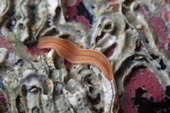 Cestoplana rubrocincta