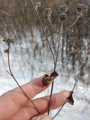 Pycnanthemum verticillatum
