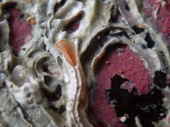 Cestoplana rubrocincta