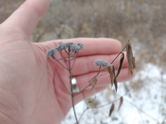 Pycnanthemum verticillatum