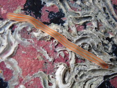 Cestoplana rubrocincta