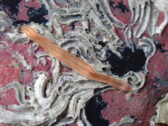 Cestoplana rubrocincta