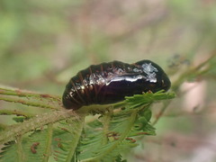Jalmenus evagoras