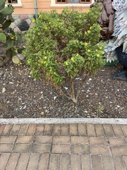 Lecocarpus darwinii