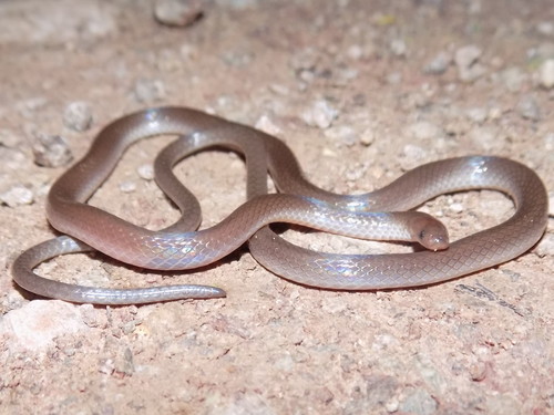 Mexican Longtail Snake