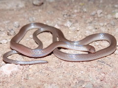 Enulius oligostichus